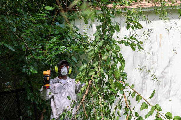 Best Arborist Consultation Services  in St Anne, IL