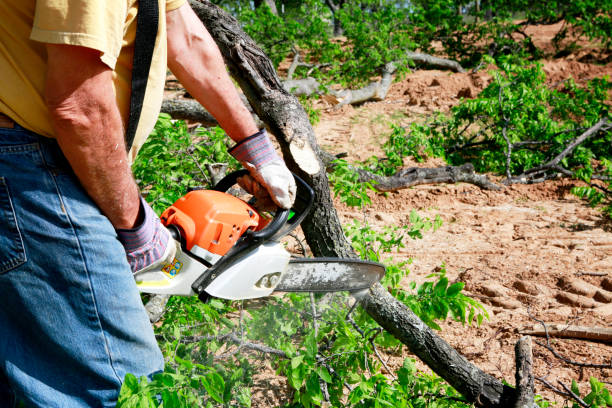 Best Lot and Land Clearing  in St Anne, IL